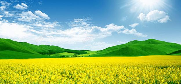 Vast fields of rapeseed blossoms form a sea of flowers—both beautiful and rich in edible value (and after harvest, they can still be used as forage or fertilizer). This is what spring in Fort Erie should look like. Agricultural can also become the largest “man-made painting” on the land.