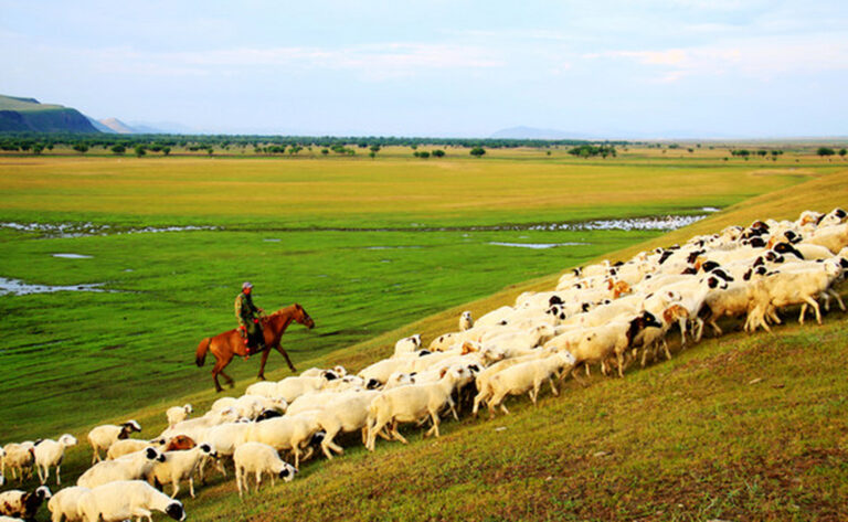 After the land has gone through blooming and withering, it then begins to transition into, and at the same time maintain, natural pastures and grasslands